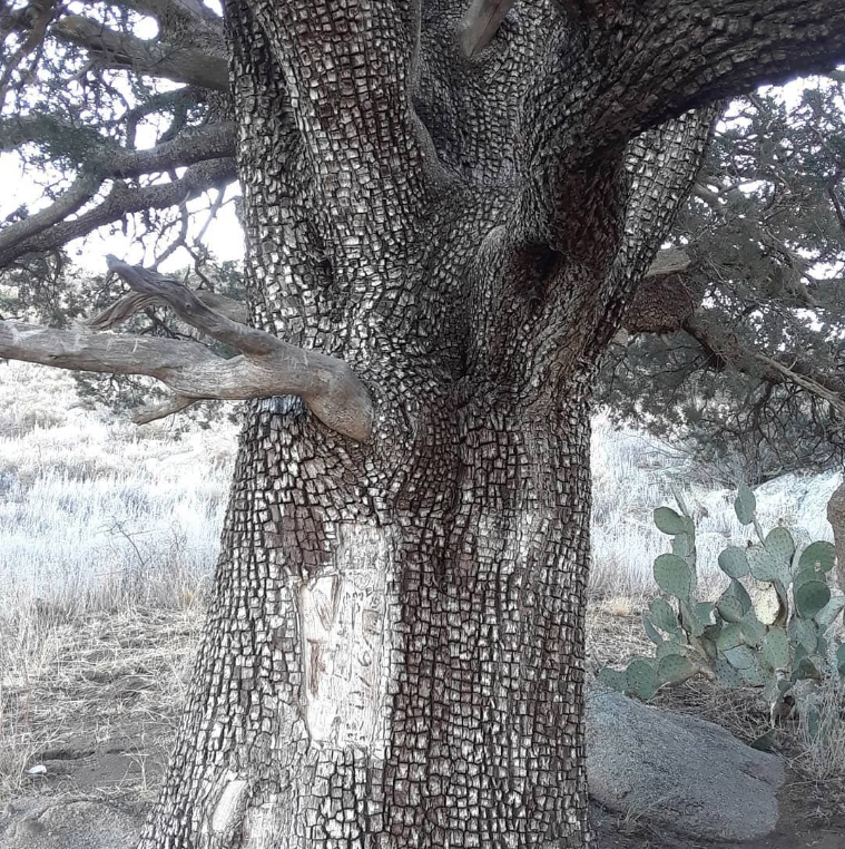 Alligator Juniper Tree - Weird History Stories