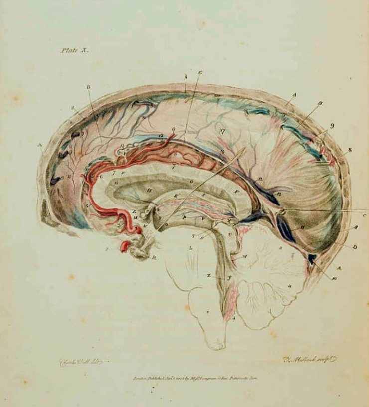 The Sexual Naming of the Human Brain - Weird History Stories